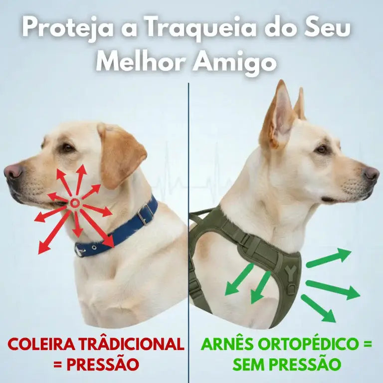 Comparison of traditional collar and orthopedic harness on dogs with text about airway protection.