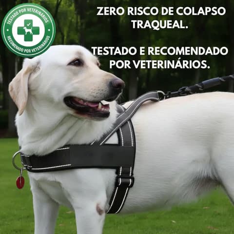 Dog wearing a harness with text about respiratory safety and veterinary testing on a grassy background.